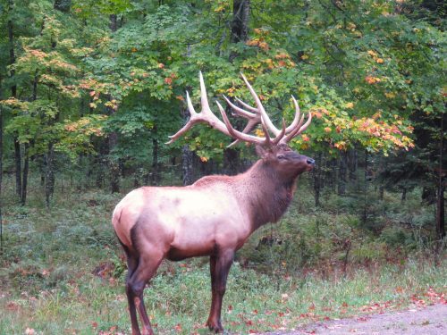 elk-wisconsin-hunting