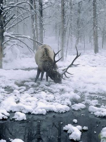 Elk Grazing Late Winter