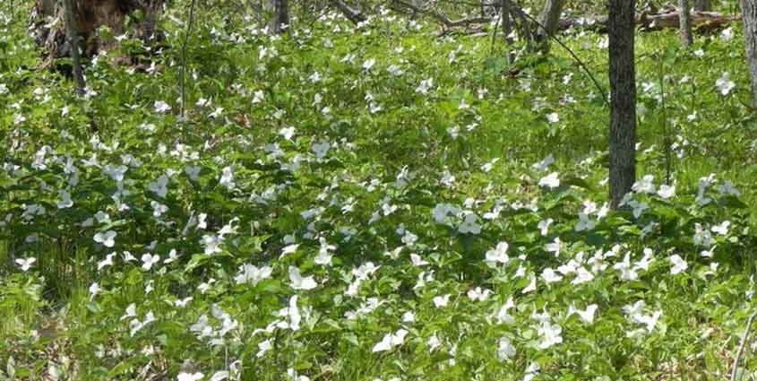 Field of Wild Trilliums in Northern Wisconsin
