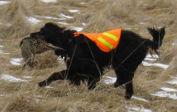 Gun Dog Trainer